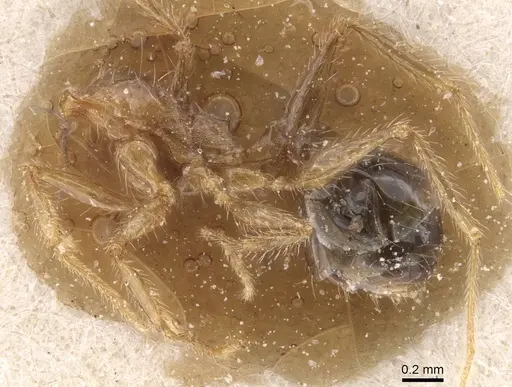 Pheidole pallidula specimen CASENT0913391 image casent0913391_2