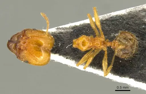 Pheidole pallidula specimen CASENT0916045 image casent0916045_1