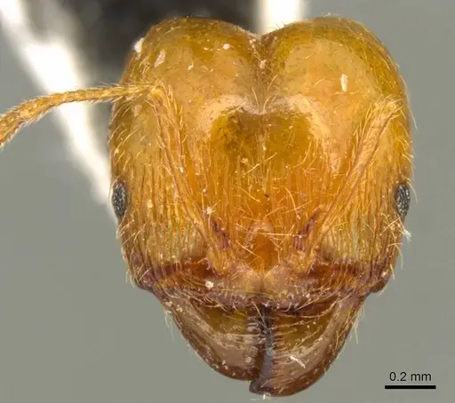 Pheidole pallidula specimen CASENT0916045 image casent0916045_2