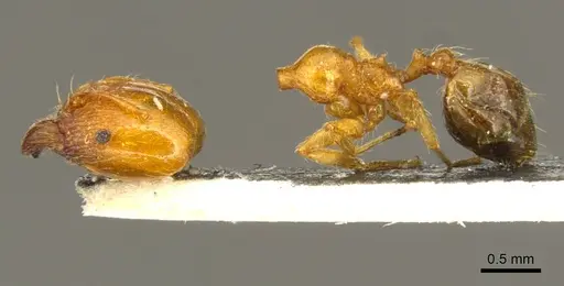 Pheidole pallidula specimen CASENT0916045 image casent0916045_3