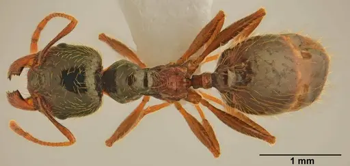 Pheidole pallidula specimen CASENT0922064 image casent0922064_1