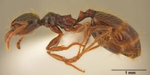 Pheidole pallidula specimen CASENT0922064 image casent0922064_2