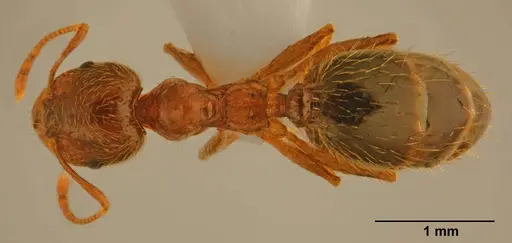 Pheidole pallidula specimen CASENT0922065 image casent0922065_1