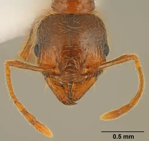 Pheidole pallidula specimen CASENT0922065 image casent0922065_3