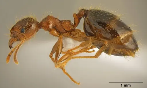 Pheidole pallidula specimen CASENT0922065 image casent0922065_4