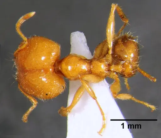 Pheidole pallidula specimen CFH000030 image cfh000030_1