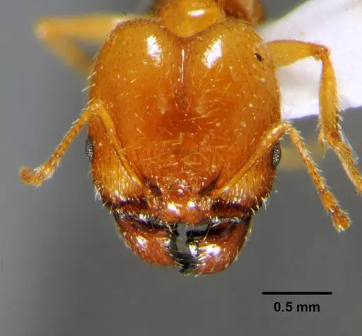 Pheidole pallidula specimen CFH000030 image cfh000030_2