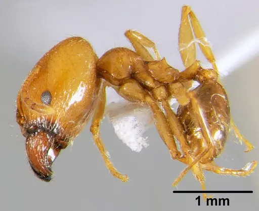Pheidole pallidula specimen CFH000030 image cfh000030_3
