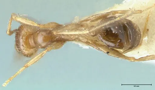 Pheidole pallidula specimen FOCOL1289 image focol1289_1