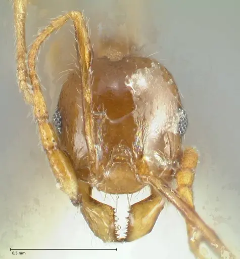 Pheidole pallidula specimen FOCOL1289 image focol1289_2