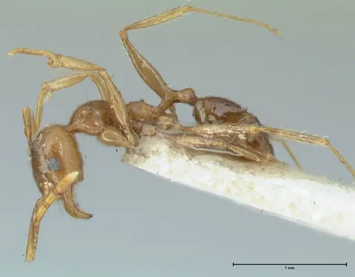 Pheidole pallidula specimen FOCOL1289 image focol1289_3