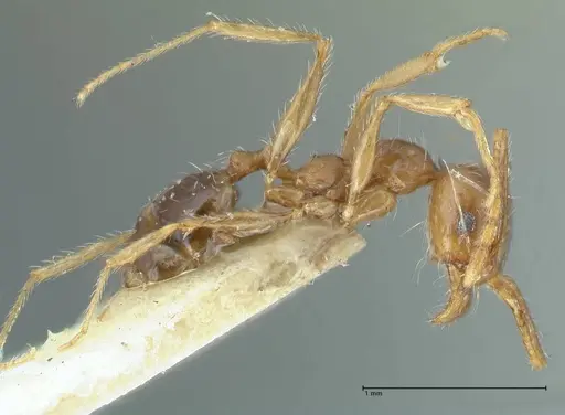 Pheidole pallidula specimen FOCOL1289 image focol1289_4