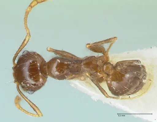 Pheidole pallidula specimen FOCOL1290 image focol1290_1