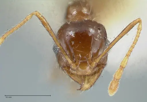 Pheidole pallidula specimen FOCOL1290 image focol1290_2