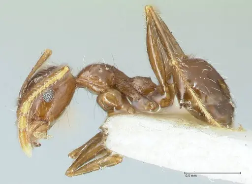 Pheidole pallidula specimen FOCOL1290 image focol1290_3
