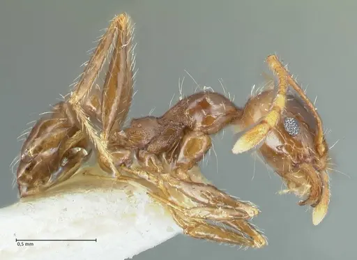 Pheidole pallidula specimen FOCOL1290 image focol1290_4