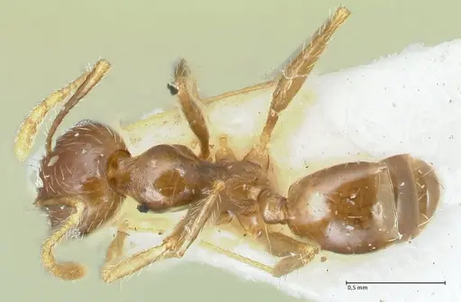 Pheidole pallidula specimen FOCOL1291 image focol1291_1