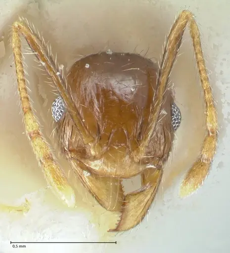 Pheidole pallidula specimen FOCOL1291 image focol1291_2