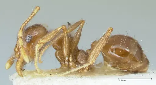 Pheidole pallidula specimen FOCOL1291 image focol1291_3