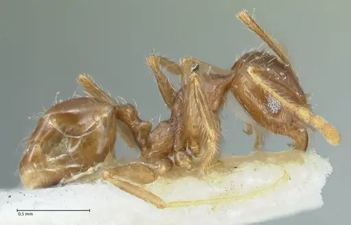 Pheidole pallidula specimen FOCOL1291 image focol1291_4