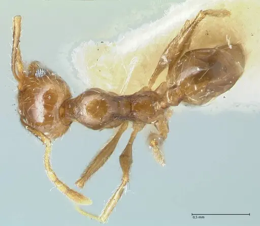 Pheidole pallidula specimen FOCOL1292 image focol1292_1