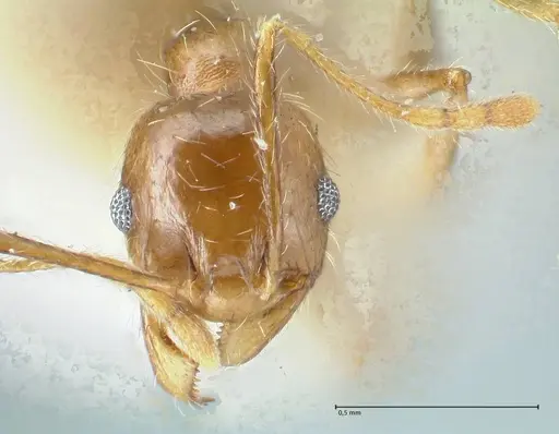 Pheidole pallidula specimen FOCOL1292 image focol1292_2