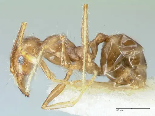Pheidole pallidula specimen FOCOL1292 image focol1292_3