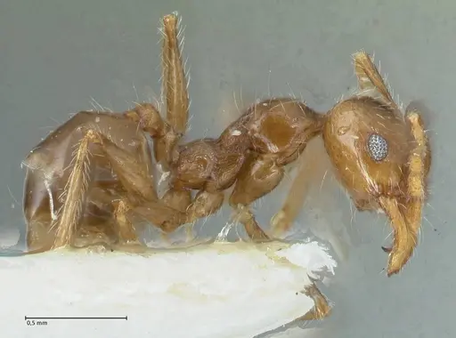 Pheidole pallidula specimen FOCOL1292 image focol1292_4