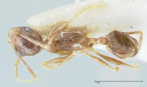 Pheidole pallidula specimen FOCOL1294 image focol1294_1