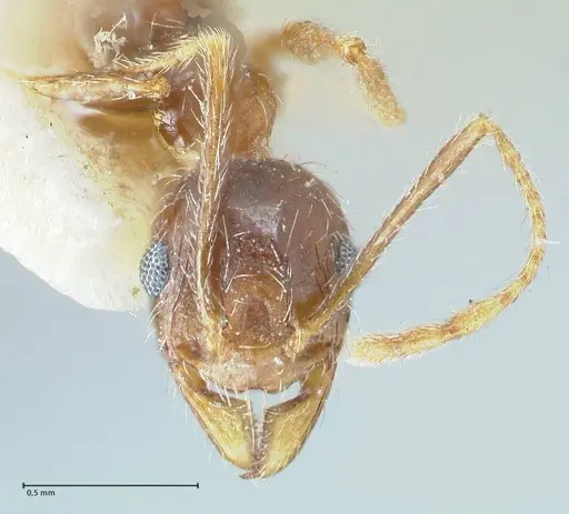 Pheidole pallidula specimen FOCOL1294 image focol1294_2