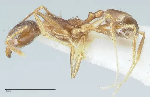 Pheidole pallidula specimen FOCOL1294 image focol1294_3