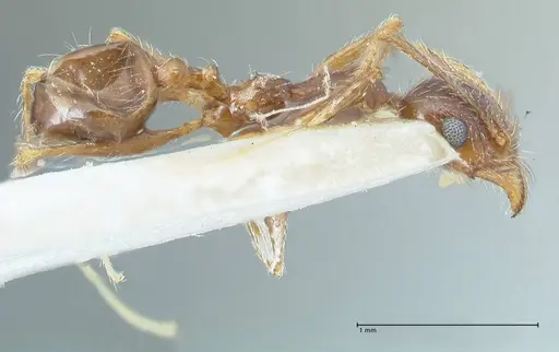 Pheidole pallidula specimen FOCOL1294 image focol1294_4