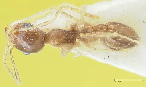 Pheidole pallidula specimen FOCOL1295 image focol1295_1