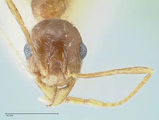 Pheidole pallidula specimen FOCOL1295 image focol1295_2