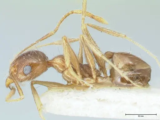 Pheidole pallidula specimen FOCOL1295 image focol1295_3