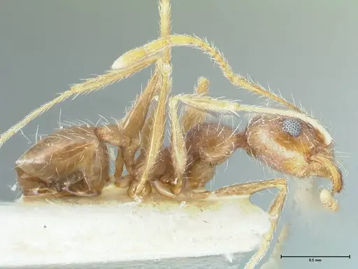 Pheidole pallidula specimen FOCOL1295 image focol1295_4