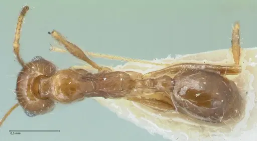Pheidole pallidula specimen FOCOL1296 image focol1296_1