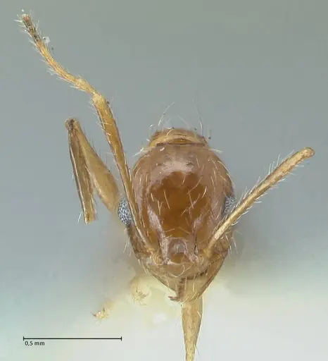 Pheidole pallidula specimen FOCOL1296 image focol1296_2