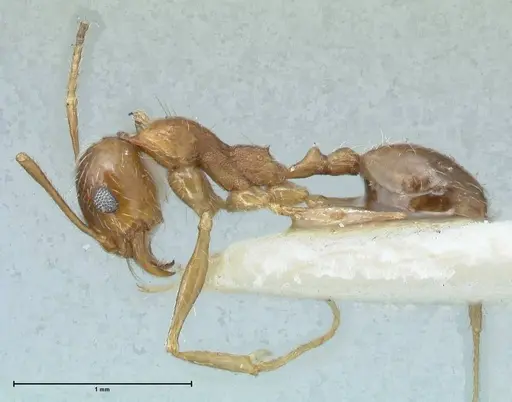 Pheidole pallidula specimen FOCOL1296 image focol1296_3