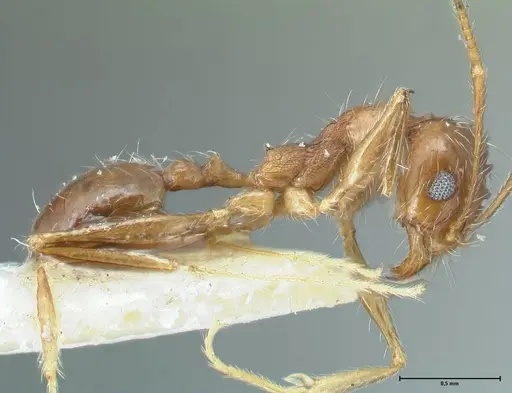 Pheidole pallidula specimen FOCOL1296 image focol1296_4