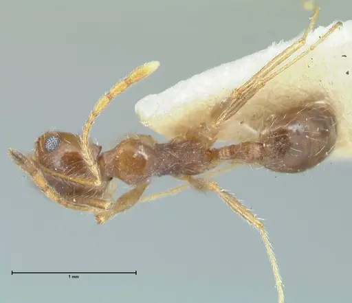 Pheidole pallidula specimen FOCOL1297 image focol1297_1