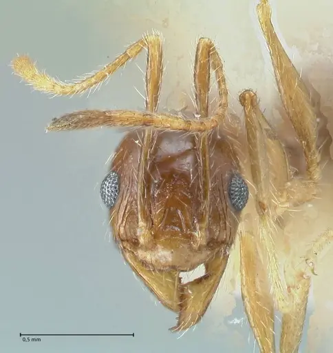 Pheidole pallidula specimen FOCOL1297 image focol1297_2
