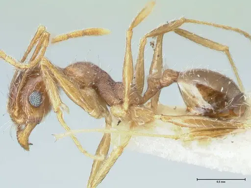Pheidole pallidula specimen FOCOL1297 image focol1297_3