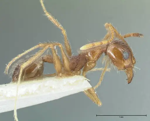 Pheidole pallidula specimen FOCOL1297 image focol1297_4