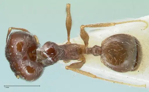 Pheidole pallidula specimen FOCOL1298 image focol1298_1