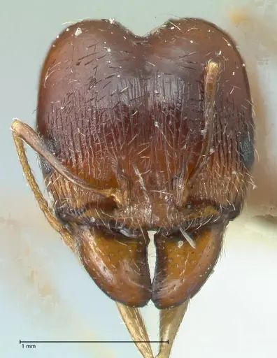 Pheidole pallidula specimen FOCOL1298 image focol1298_2
