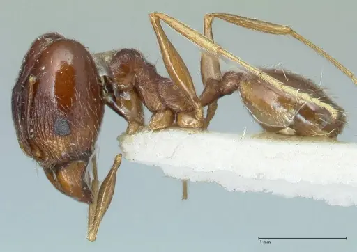 Pheidole pallidula specimen FOCOL1298 image focol1298_3