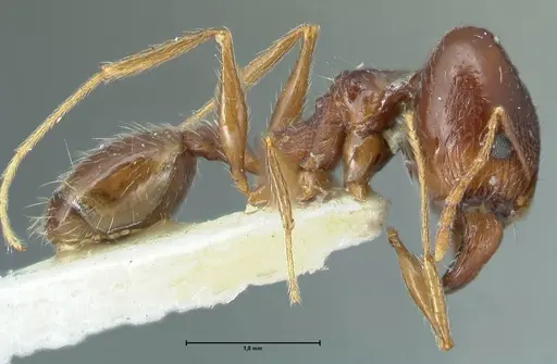 Pheidole pallidula specimen FOCOL1298 image focol1298_4