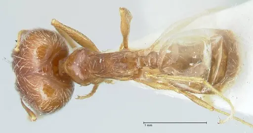 Pheidole pallidula specimen FOCOL1299 image focol1299_1