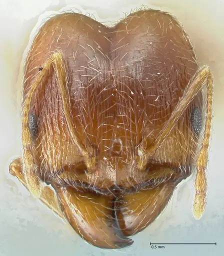 Pheidole pallidula specimen FOCOL1299 image focol1299_2